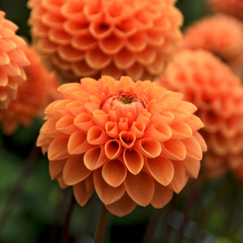 Bolldahlia 'Sylvia'