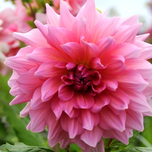 Dekorativdahlia 'Otto's Thrill'
