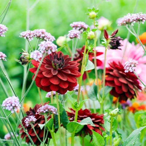 Dekorativdahlia 'Arabian Night'