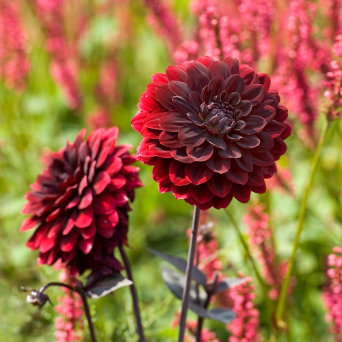 Dekorativdahlia 'Arabian Night'
