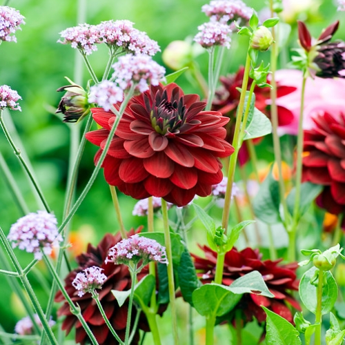 Dekorativdahlia 'Arabian Night'
