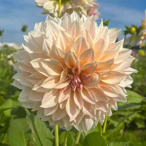 Dekorativdahlia 'Café au Lait'