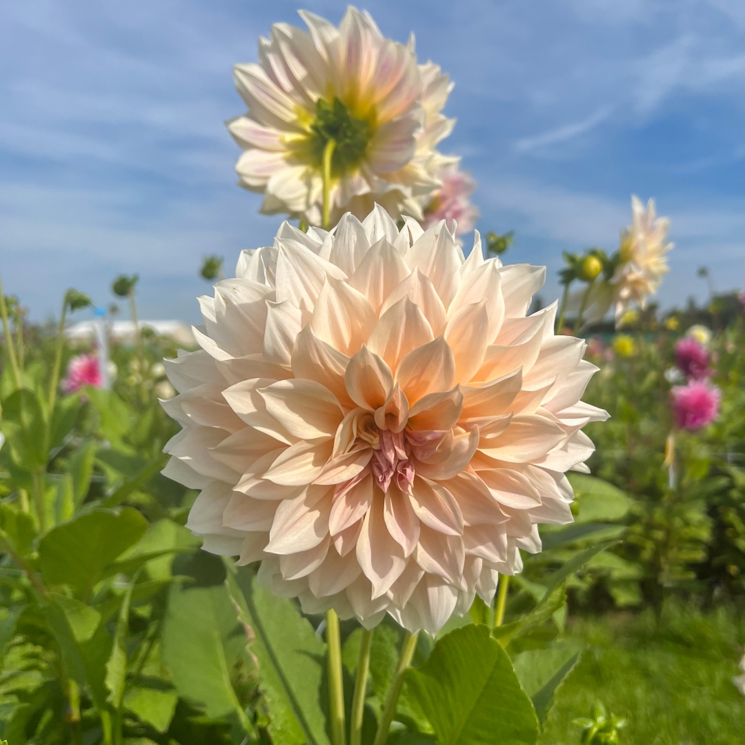 Dekorativdahlia 'Café au Lait'