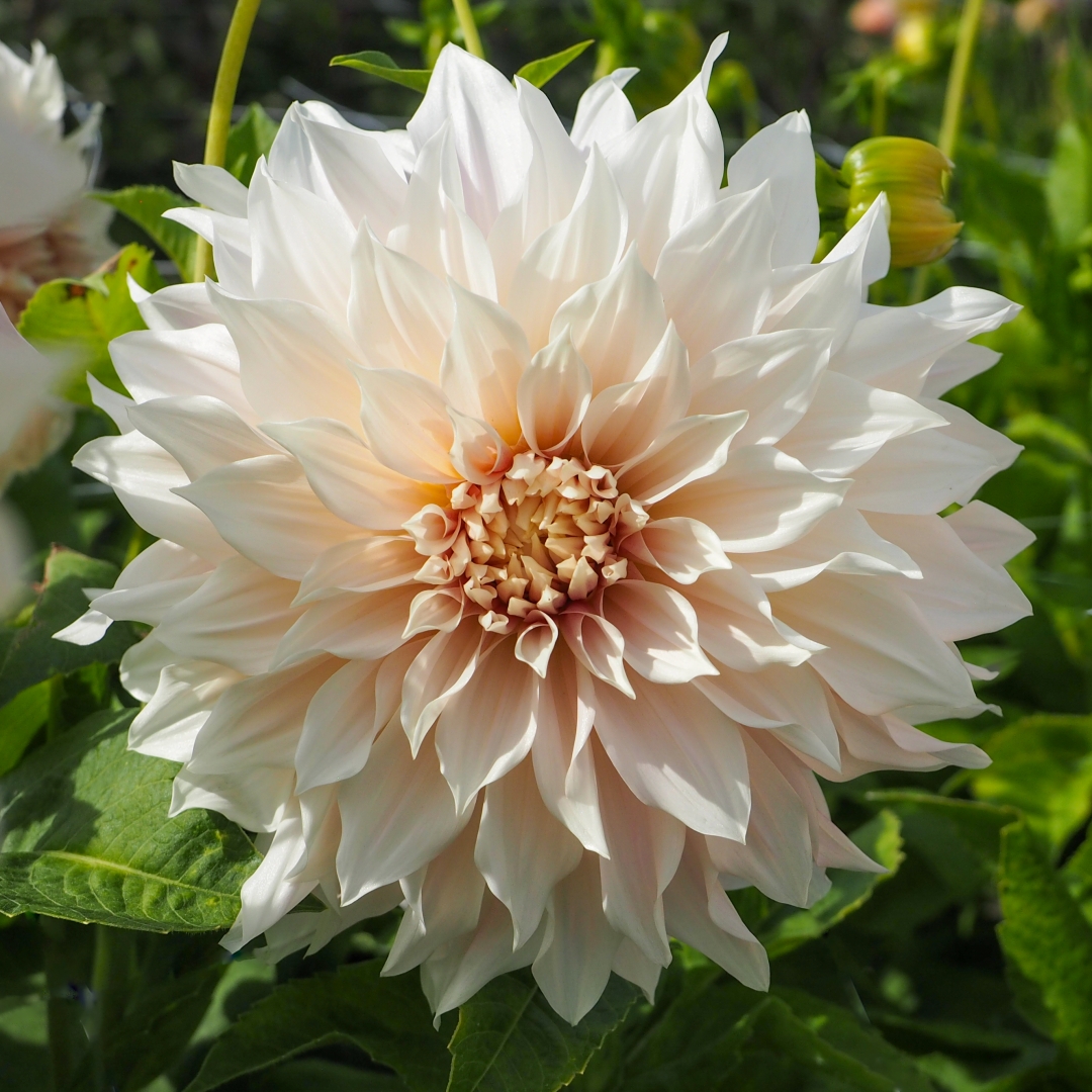 Dekorativdahlia 'Café au Lait'