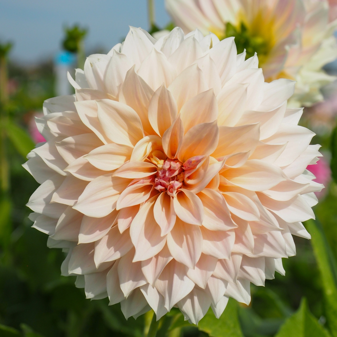 Dekorativdahlia 'Café au Lait'