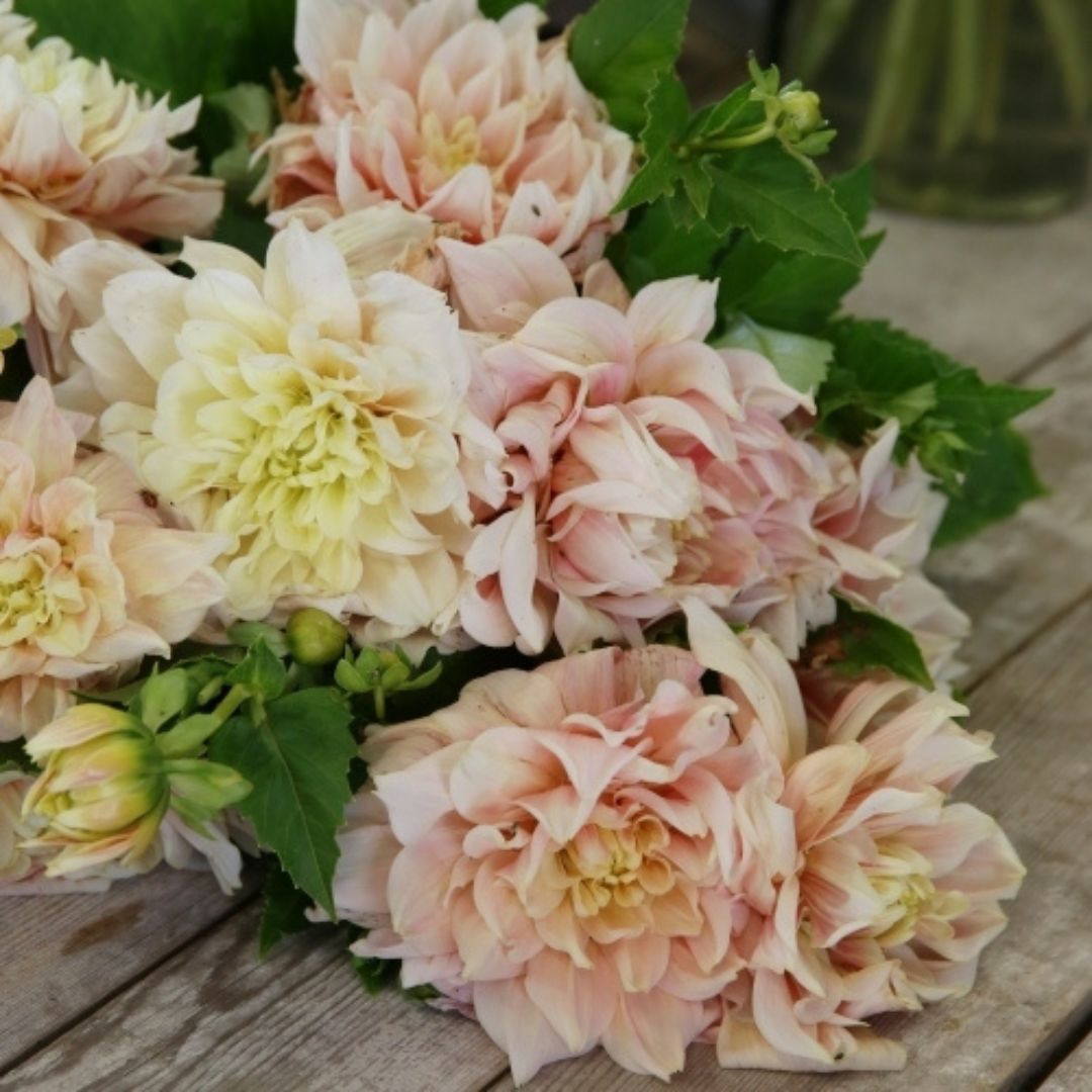 Dekorativdahlia 'Café au Lait'