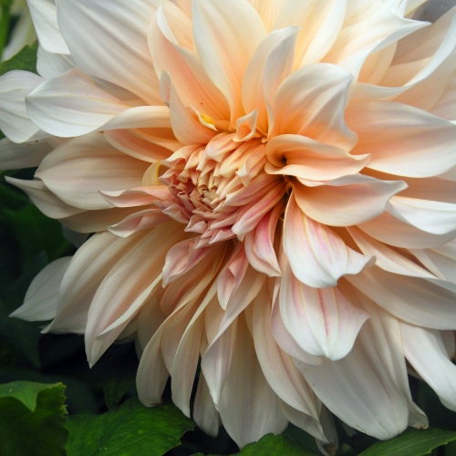 Dekorativdahlia 'Café au Lait'