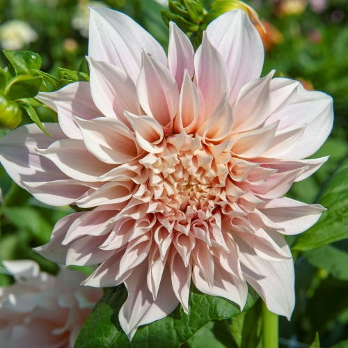 Dekorativdahlia 'Café au Lait'
