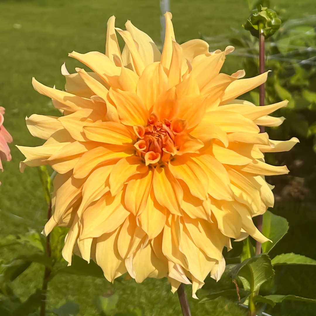 Dekorativdahlia 'Big Brother'