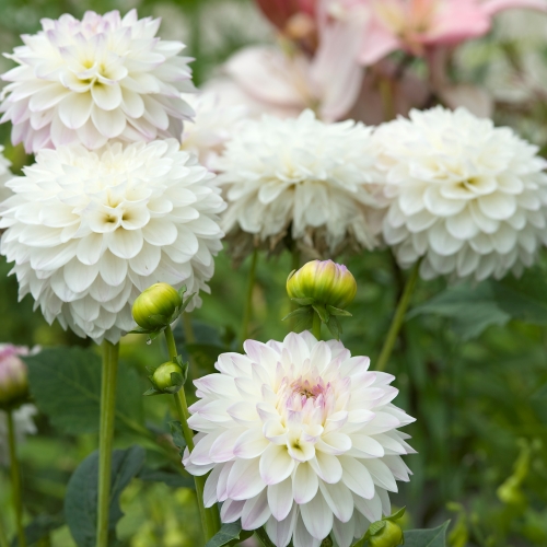 Bolldahlia 'Eveline'