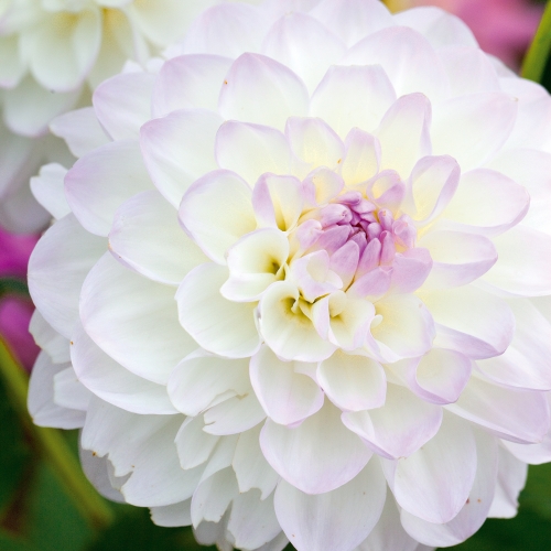 Bolldahlia 'Eveline'