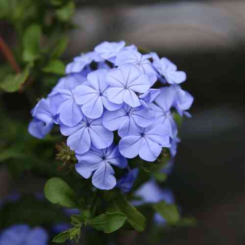 Plumbago auriculata