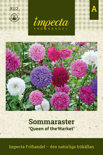 Sommaraster 'Queen of the Market'