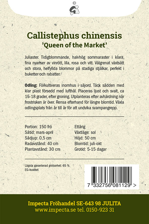 Sommaraster 'Queen of the Market'