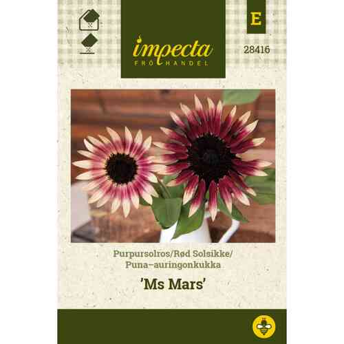 Puna-auringonkukka 'Ms Mars' Puna-auringonkukka 'Ms Mars'