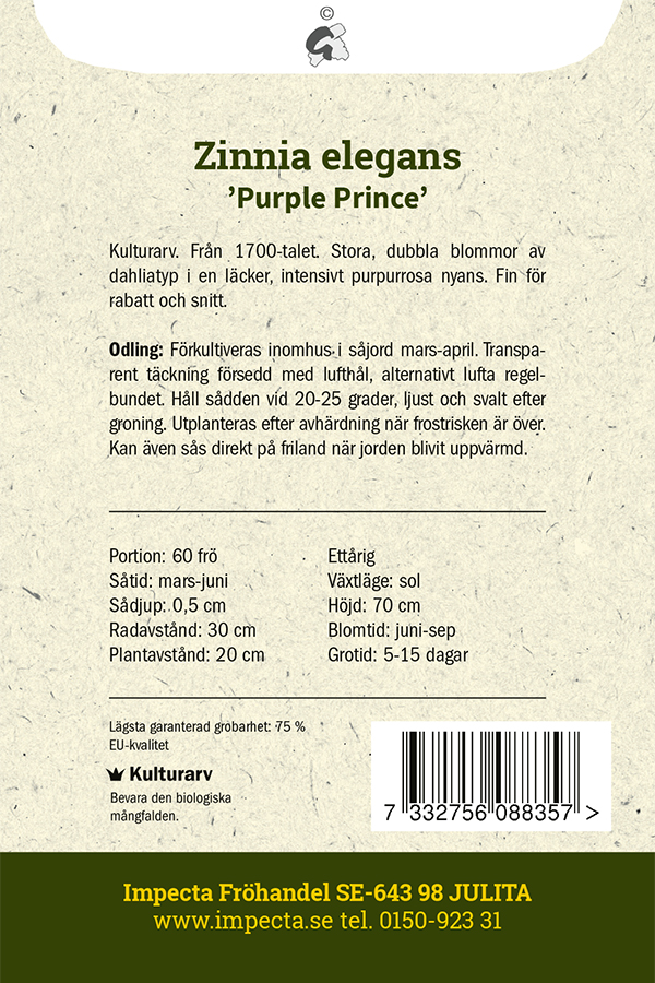 Isotsinnia 'Purple Prince'