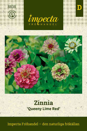 Zinnia 'Queeny Lime Red'