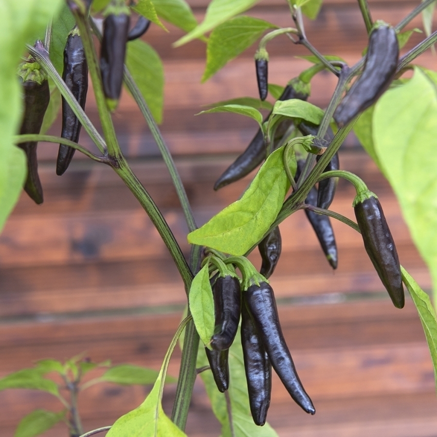 Capsicum annuum