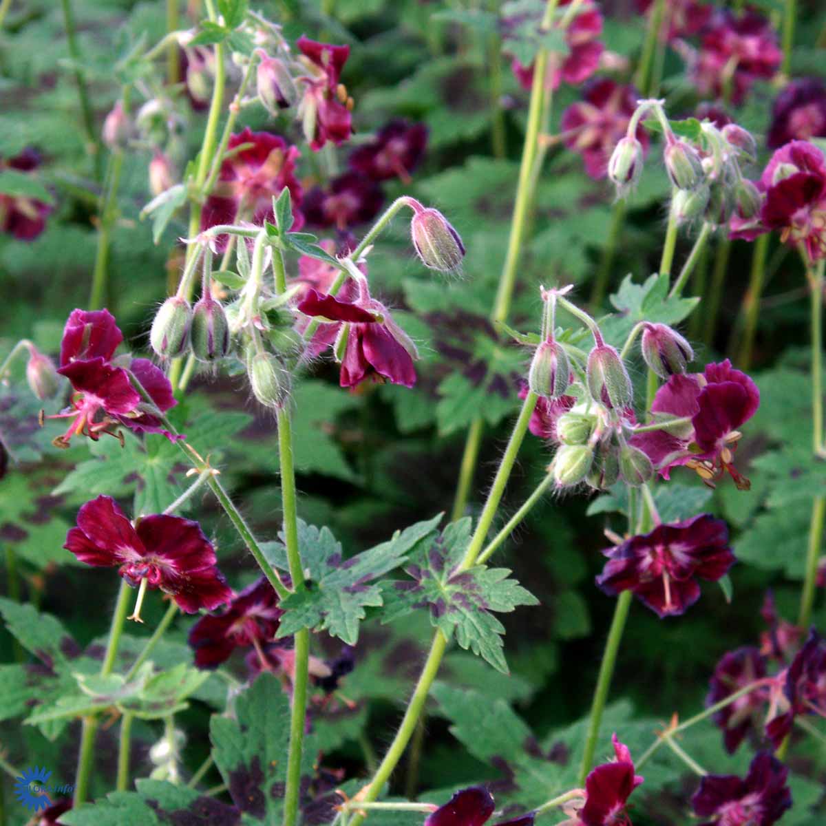 Tummakurjenpolvi 'Samobor'