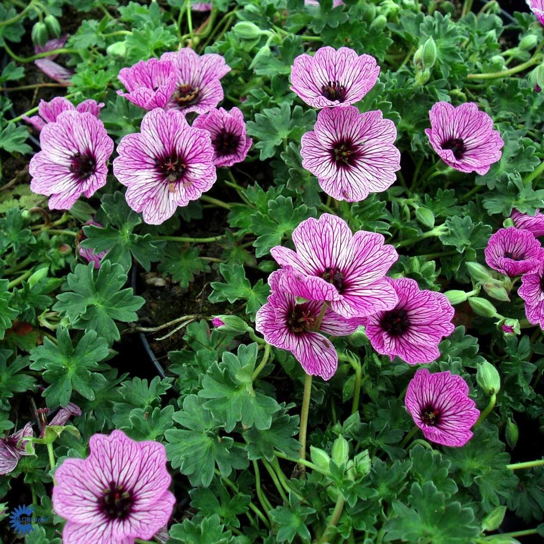 Silkesnäva 'Ballerina'