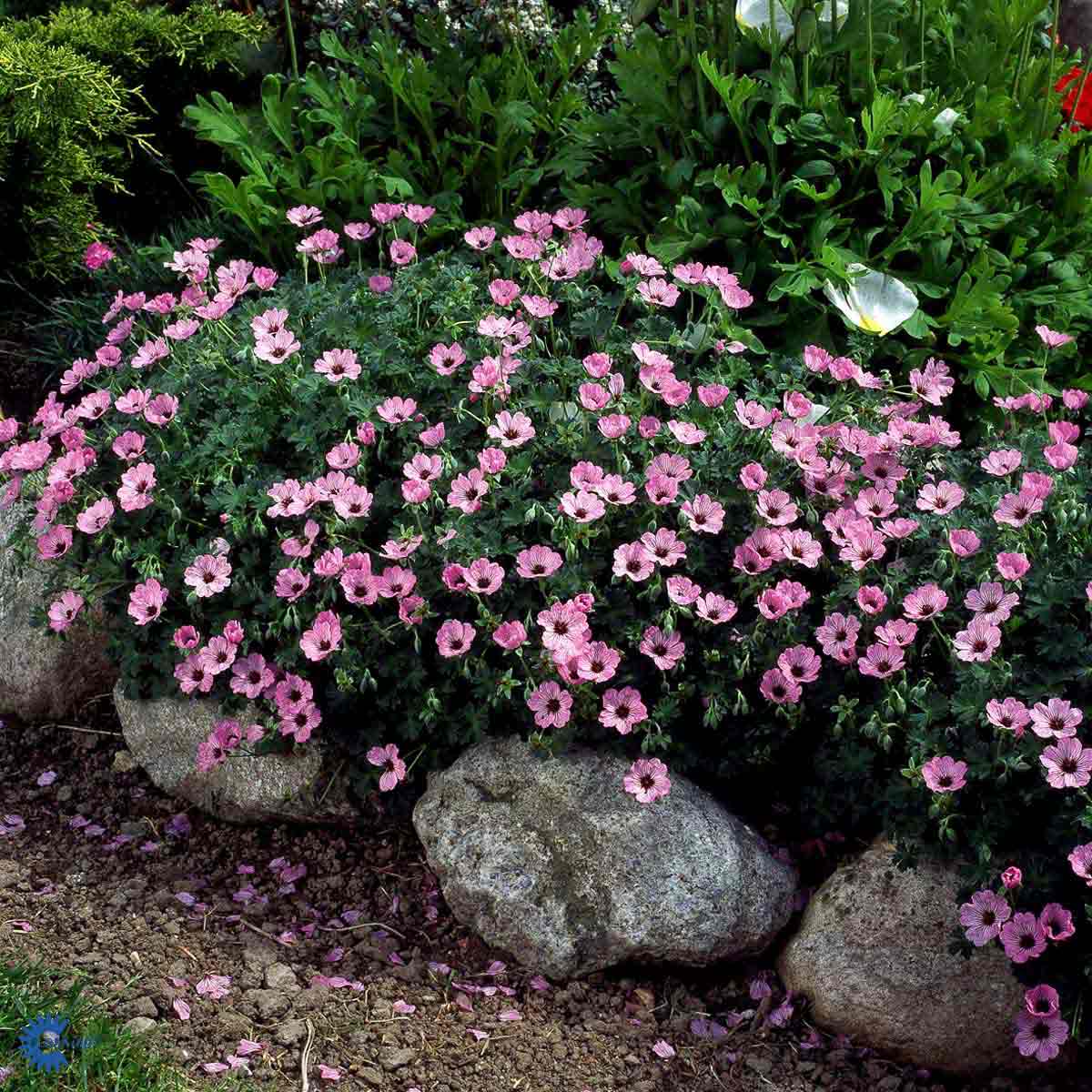 Silkesnäva 'Ballerina'