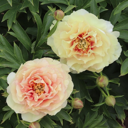 Itoh-pensaspioni 'Canary Brilliants' 4 l