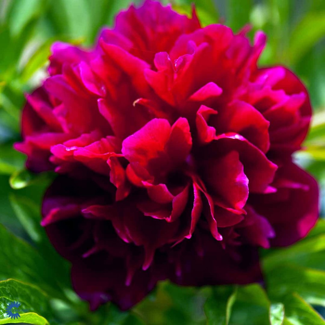  Paeonia officinalis 'Rubra Plena'