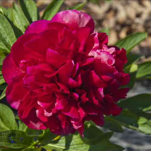  Paeonia officinalis 'Rubra Plena'