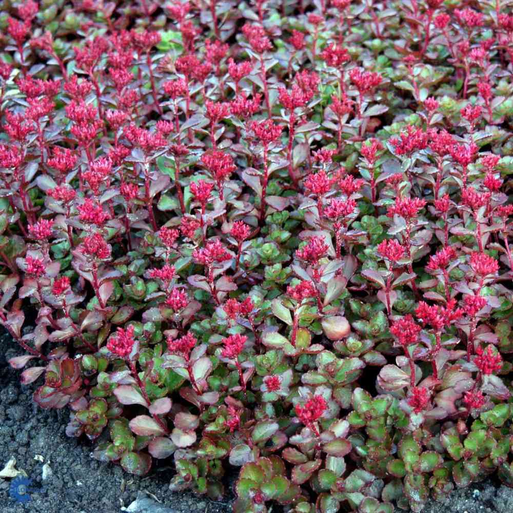 Kaukasianmaksaruoho 'Fuldaglut'