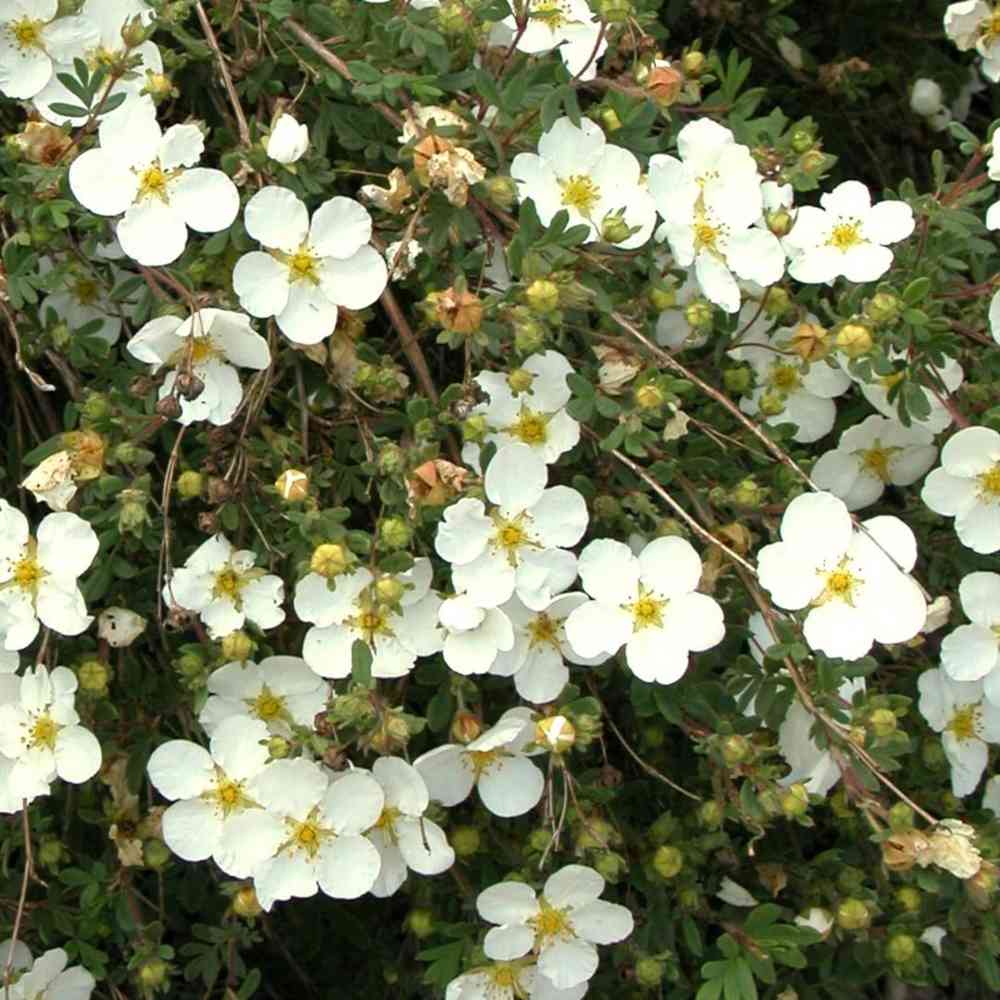 Dasiphora fruticosa