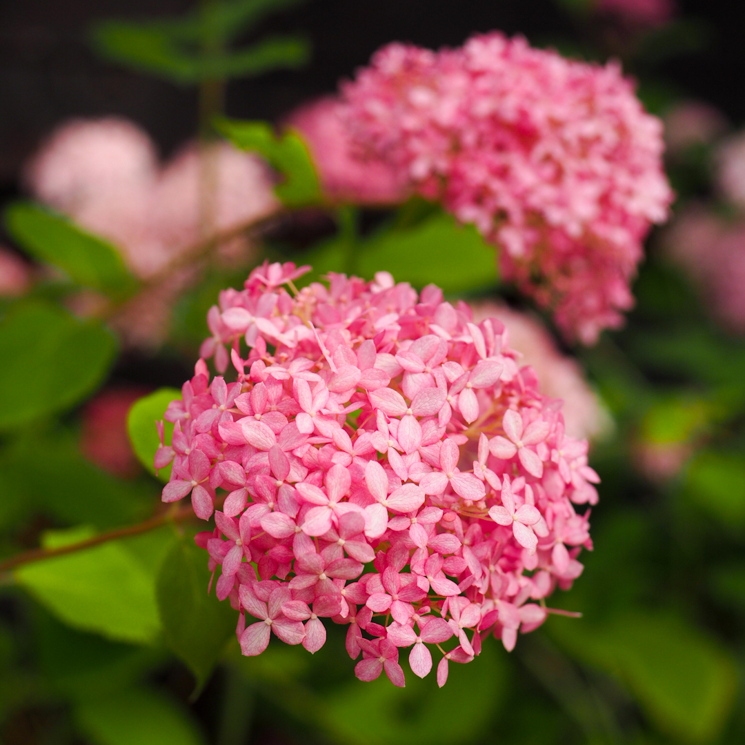 Hydrangea arborescens