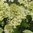 Hydrangea paniculata