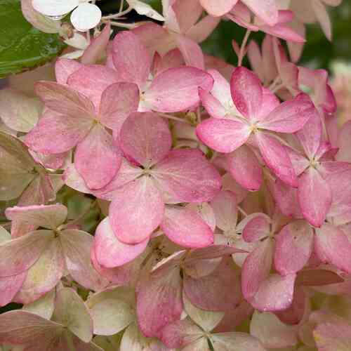 Vipphortensia 'Magical Candle' 50-60 cm