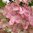Vipphortensia 'Magical Candle' 50-60 cm