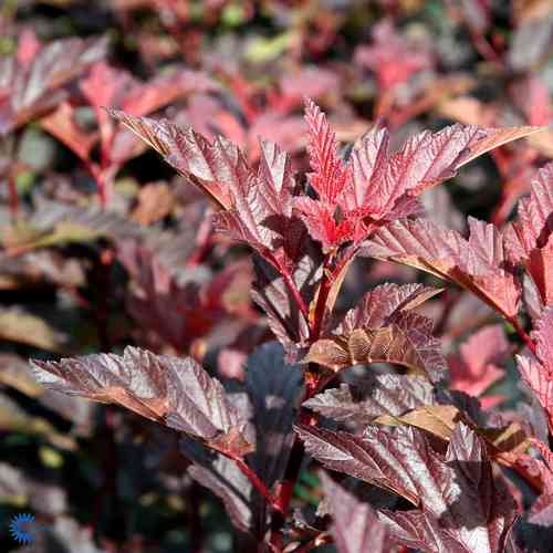 Purppuraheisiangervo 'Little Angel'