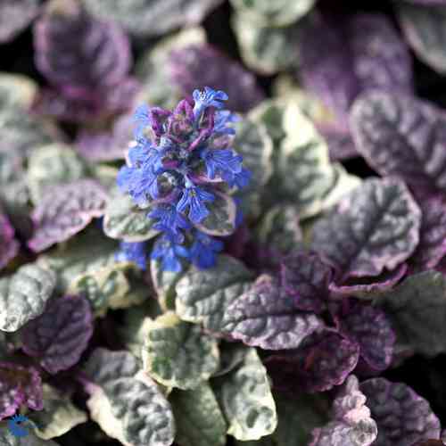 Ajuga reptans  'Burgundy Glow'