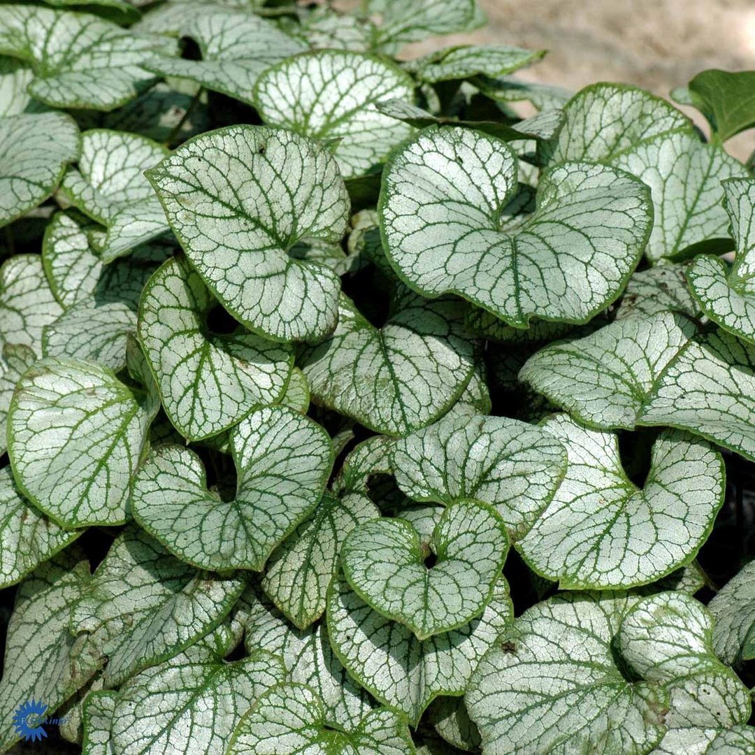 Brunnera macrophylla 'Jack Frost'