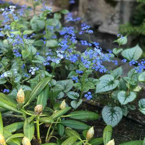 Rotkolemmikki 'Jack Frost'