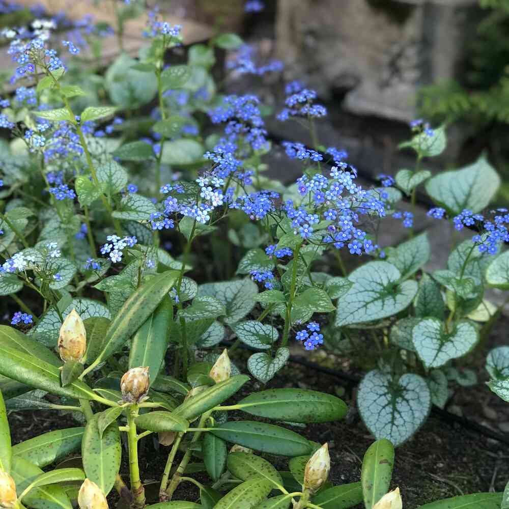 Rotkolemmikki 'Jack Frost'