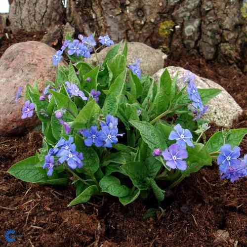 Omphalodes verna