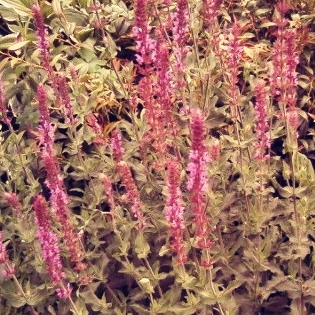 Loistosalvia  'Dimension Rose'