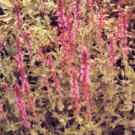 Loistosalvia 'Dimension Rose'