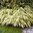 Hakonechloa macra