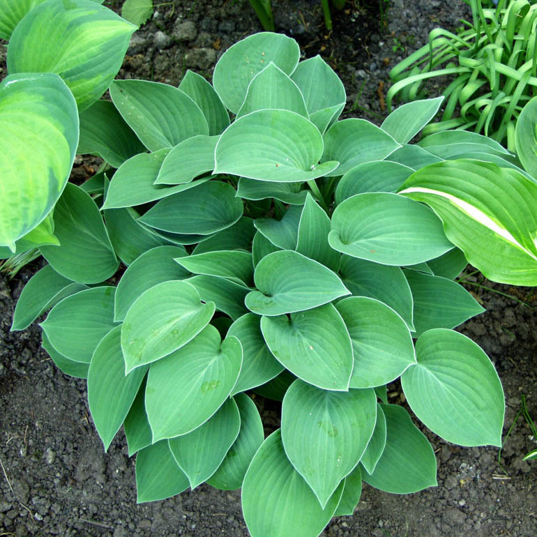 Hosta  'Halcyon' Tardiana-Ryhmä
