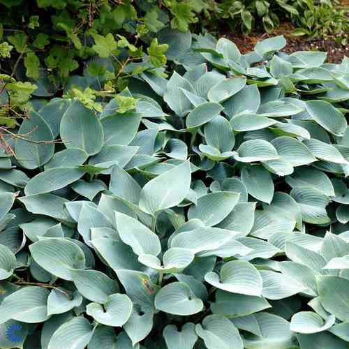 Tarhakuunlilja 'Halcyon'