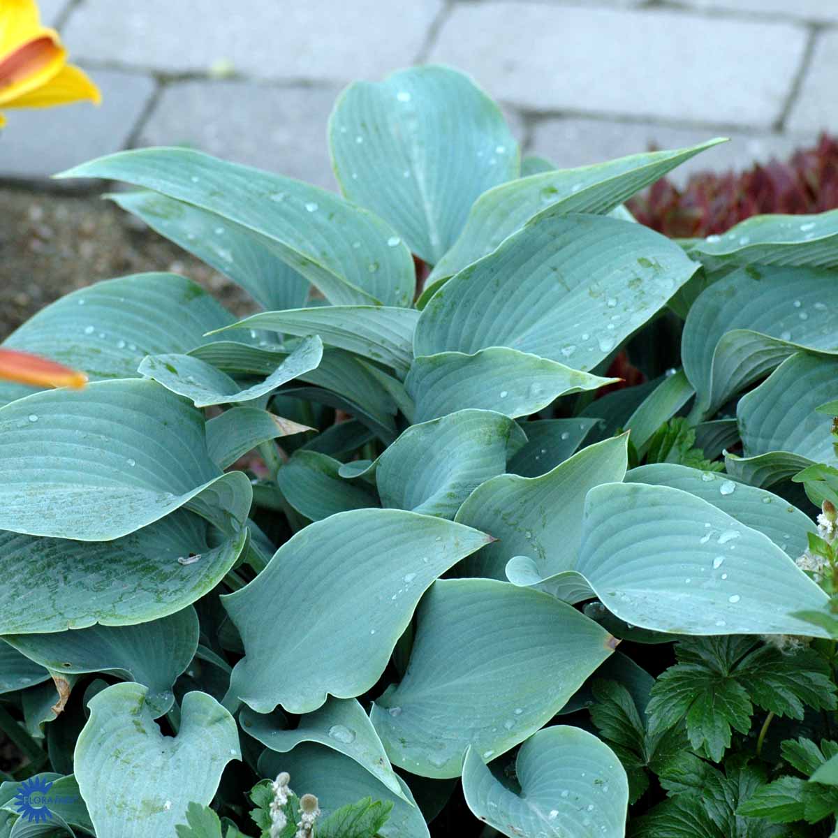 Hosta  'Halcyon' Tardiana-Ryhmä