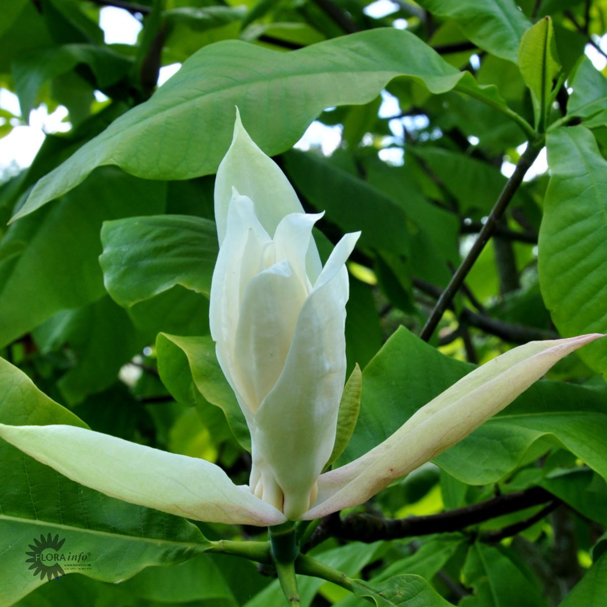 Magnolia tripetala