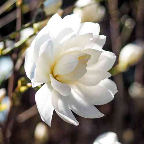 Hybridmagnolia 'Wildcat'