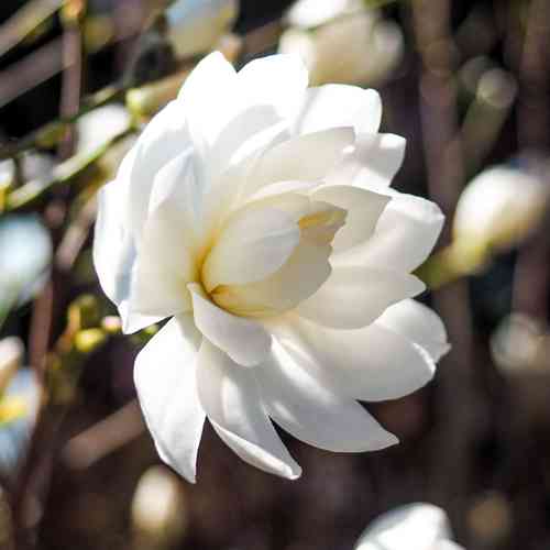 Magnolia x loebneri 'Wildcat'