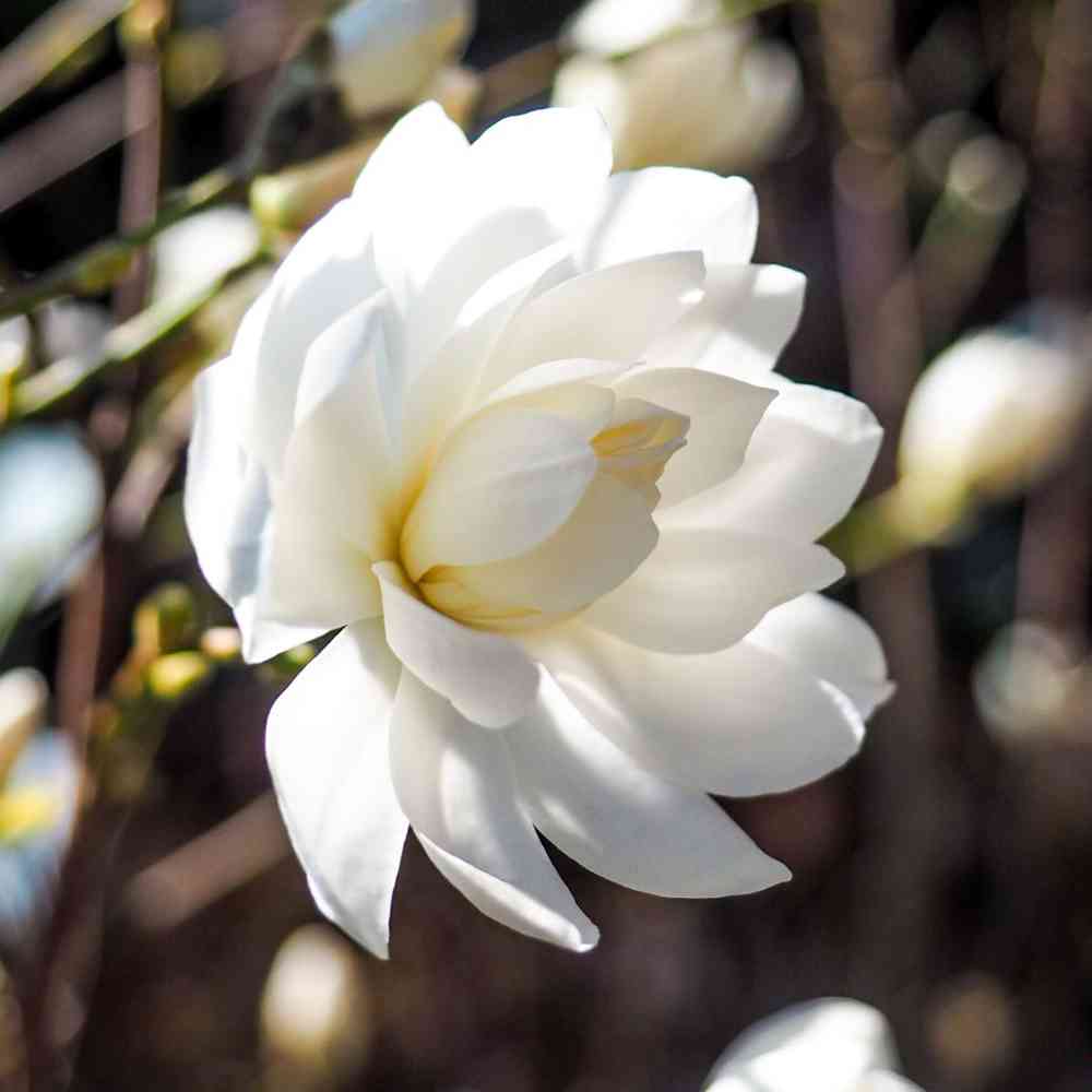 Hybridmagnolia 'Wildcat'